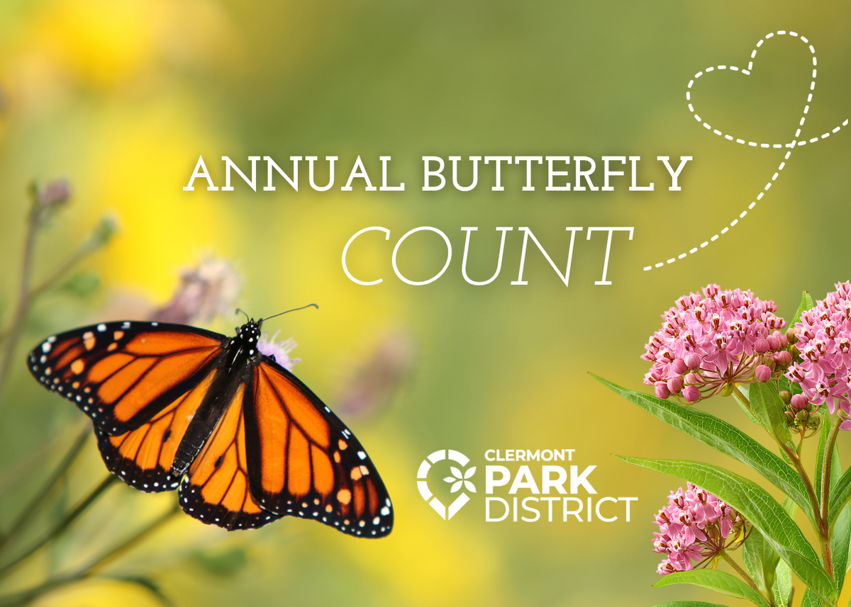 A monarch butterfly perches on small purple flowers